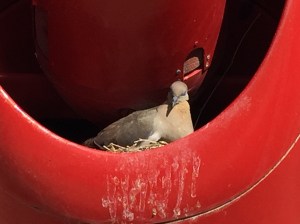 A dove's nest inside the missile